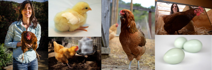 Modern Farmhouse Chicken Keeping